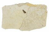 Fossil Beetle (Carabidae) - Bois d’Asson, France #290733-1
